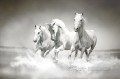 黒と白で走る白い馬